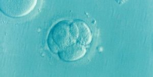 embryo v2