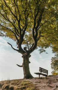 pexels felixmittermeier 1459497